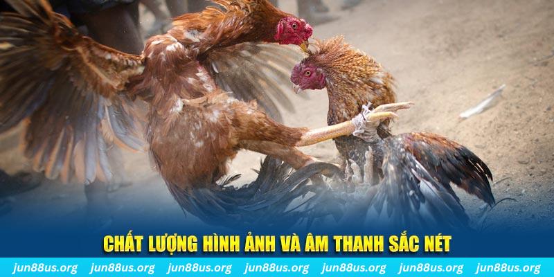 w88vn gà choi c1
